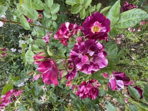 OH WOW! (climber)